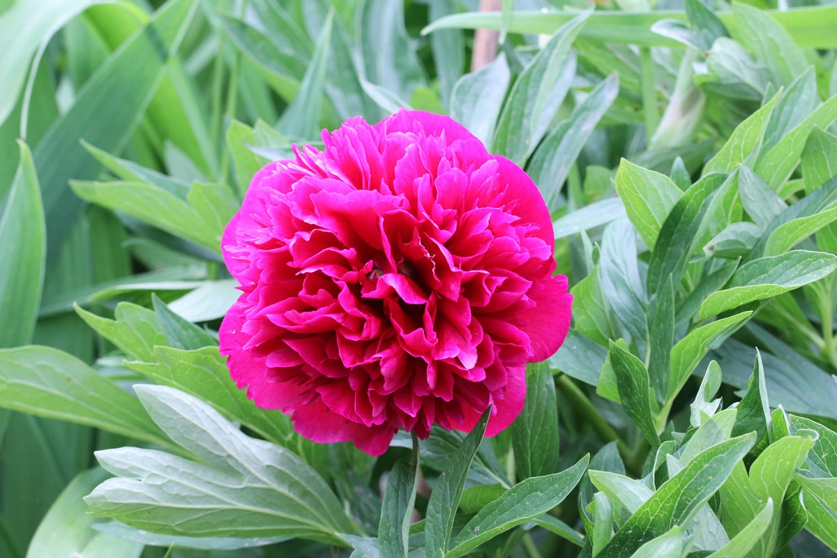 Pfingstrosen (Paeonia)