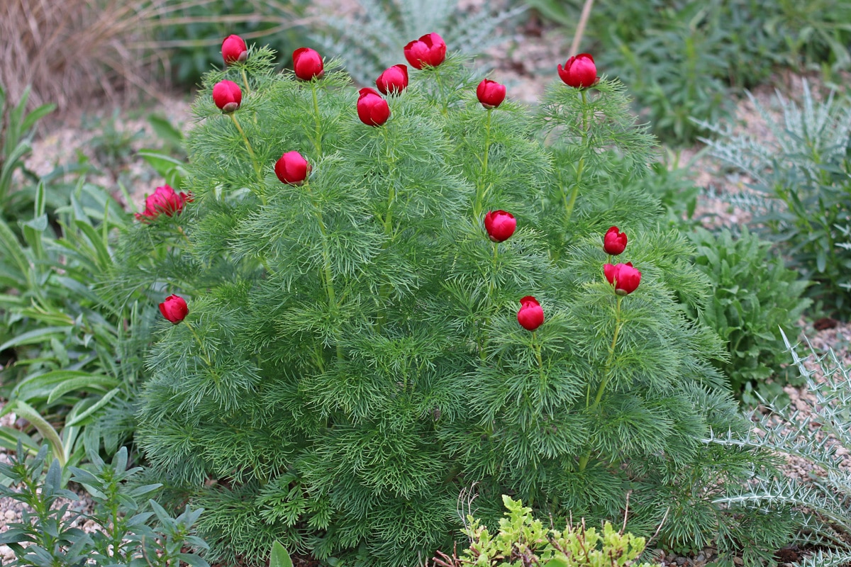 Pfingstrose, Paeonia tenuifolia