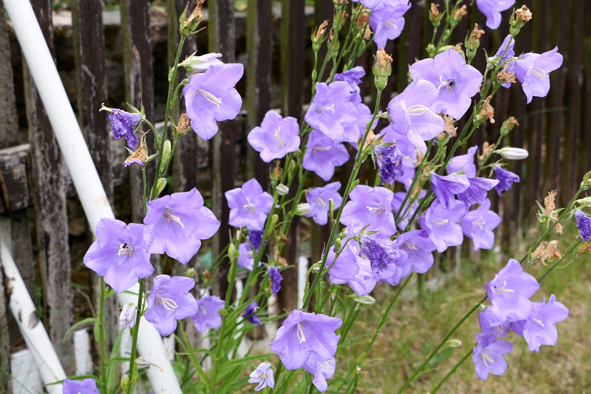 Pfirsichblättrige Glockenblume, Campanula persicifolia