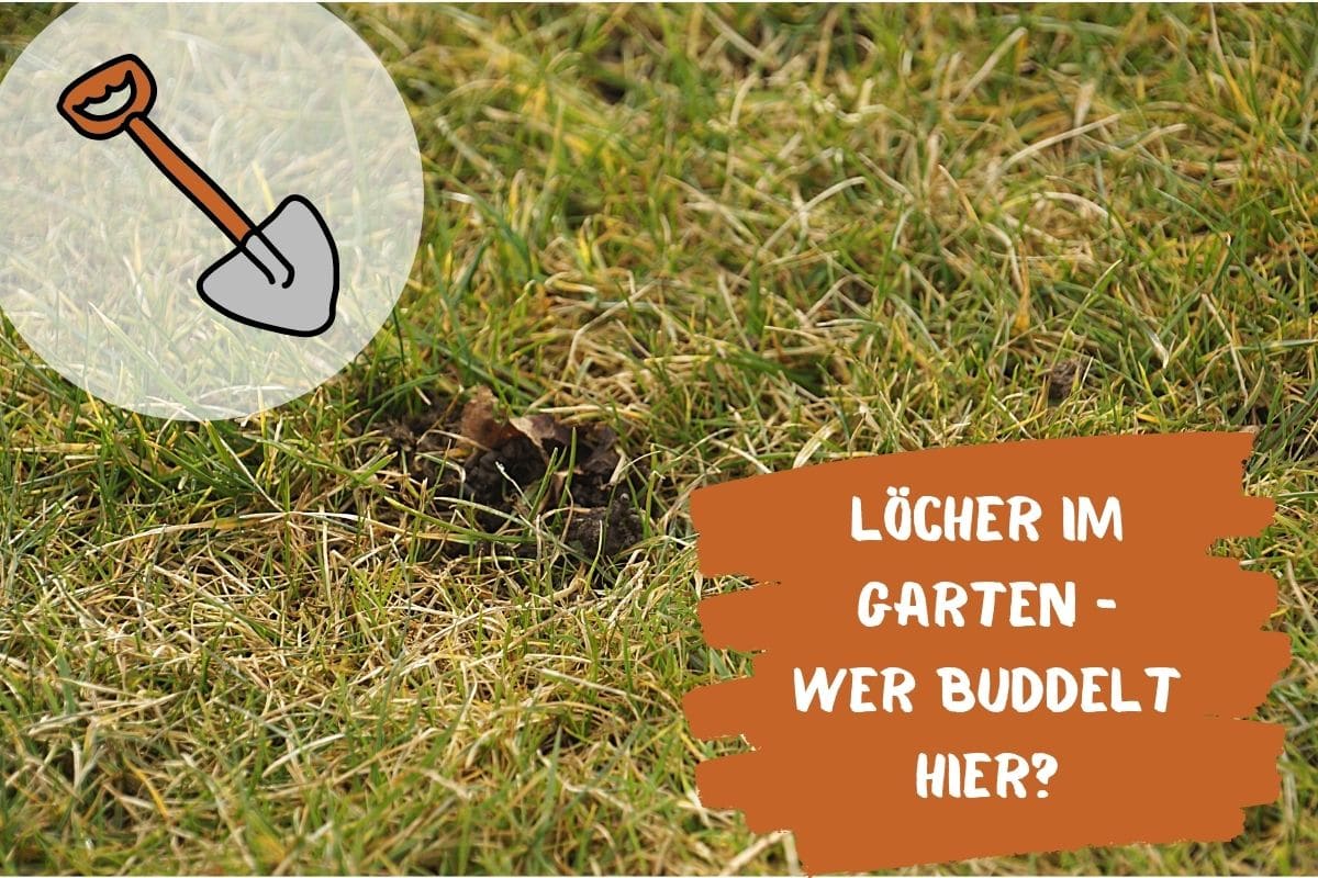 Große Löcher im Garten