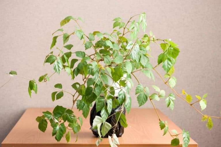 Kletterpflanzen für Zimmer 11 IndoorLieblinge Gartenrat.de