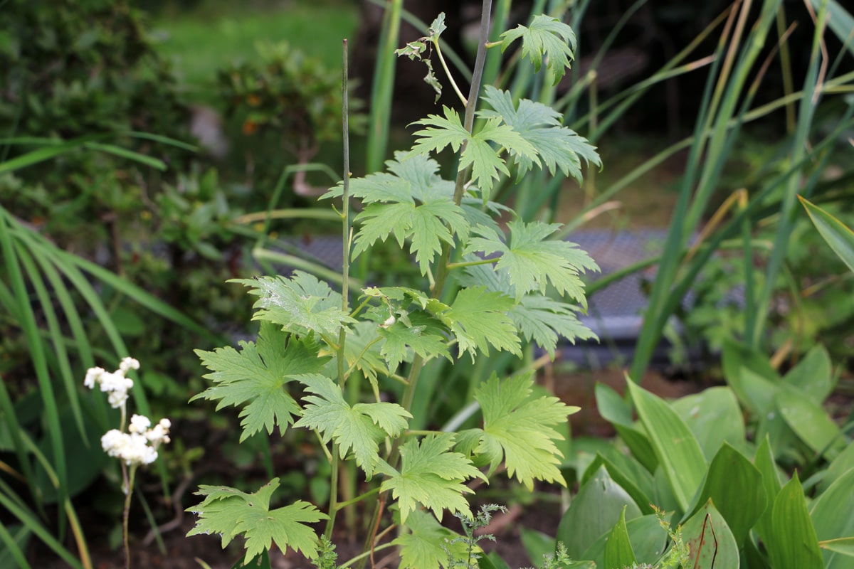 Delphinium