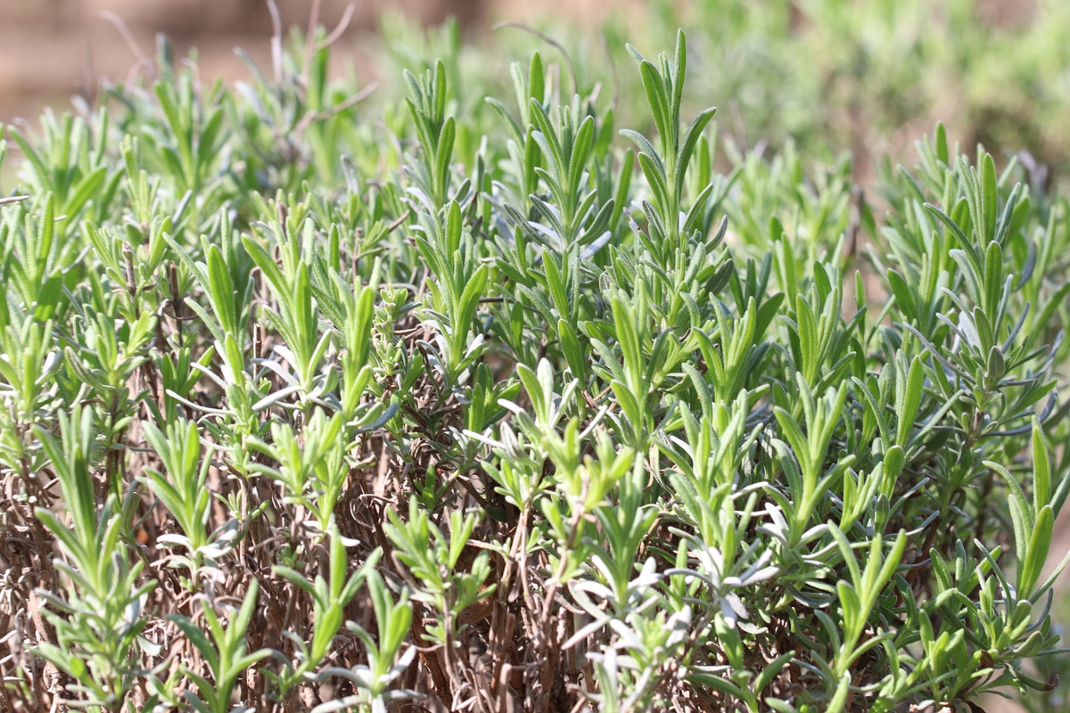 Salvia rosmarinus