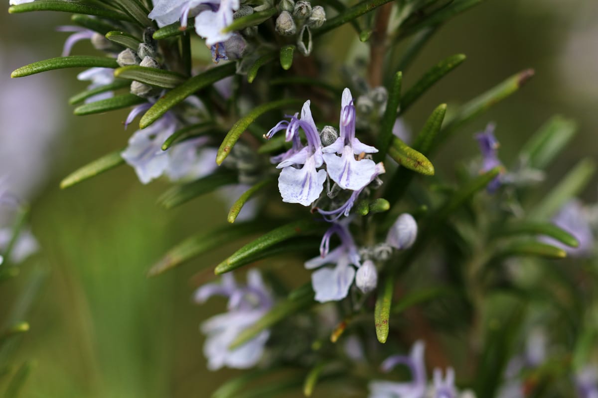 Rosmarinblüte