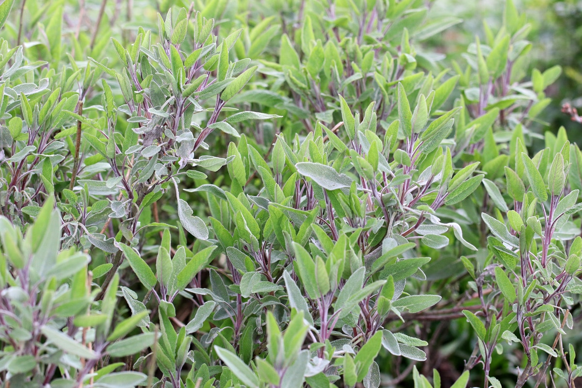 Salbei, Salvia officinalis