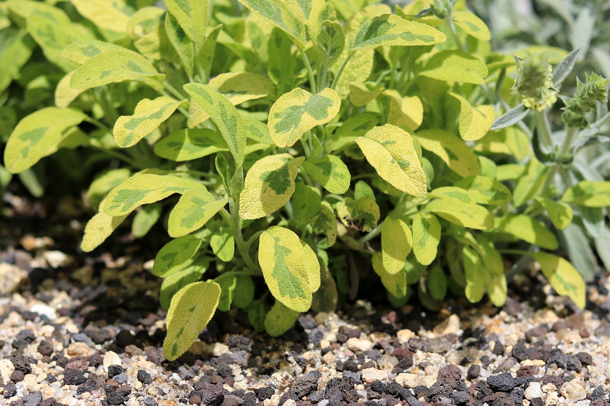 Salvia officinalis