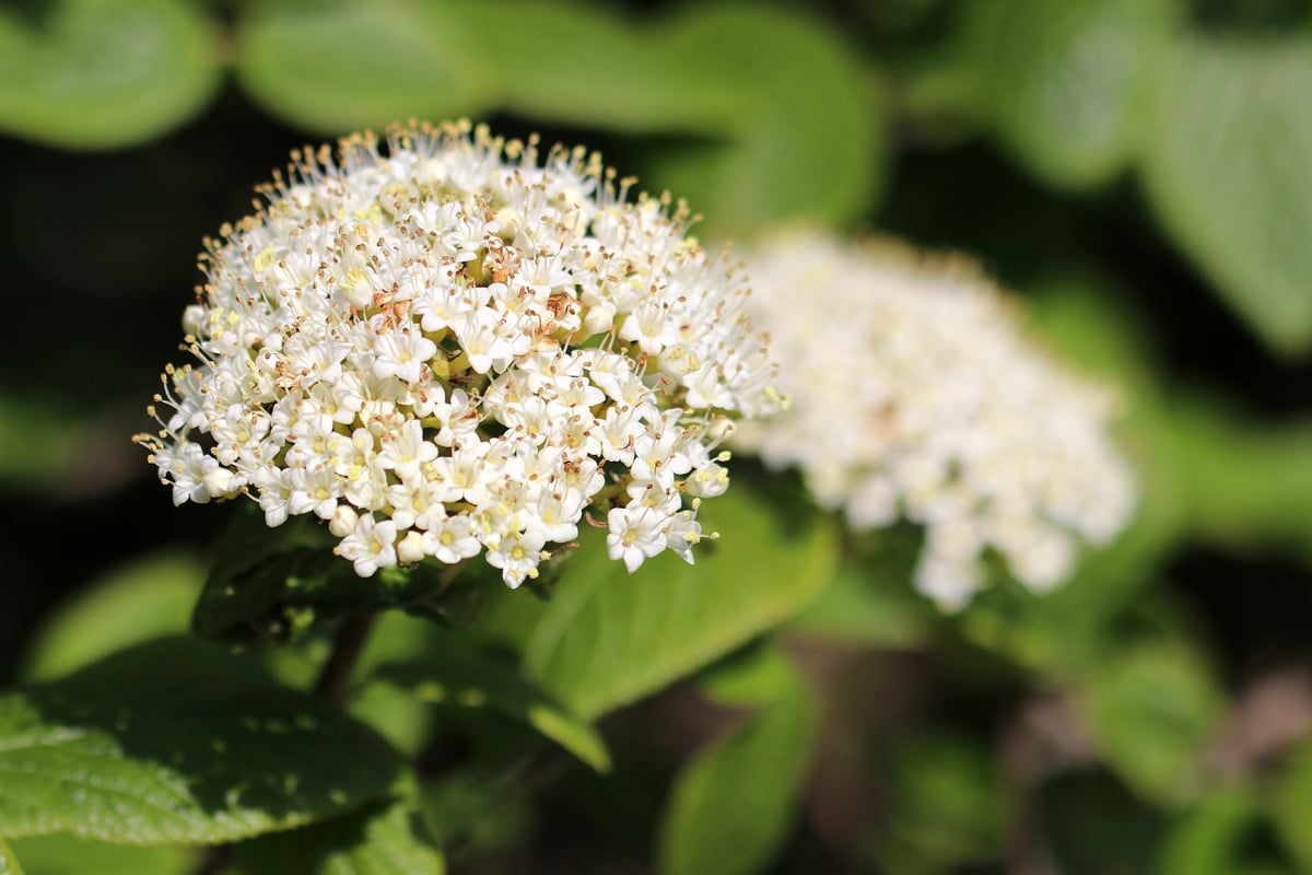 Viburnum lantana