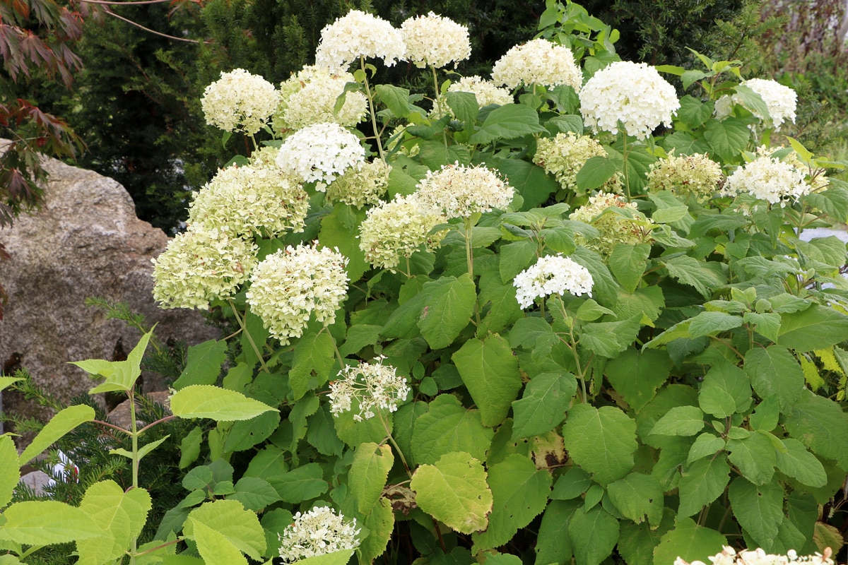 Schneeballhortensie (Hydrangea arborescens)