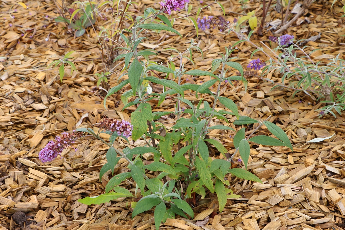 Buddleja