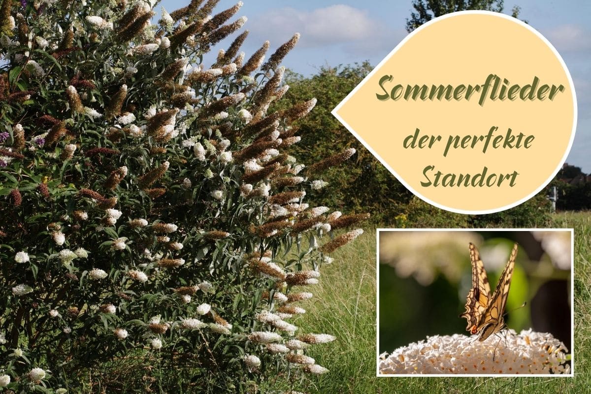 Standort Sommerflieder