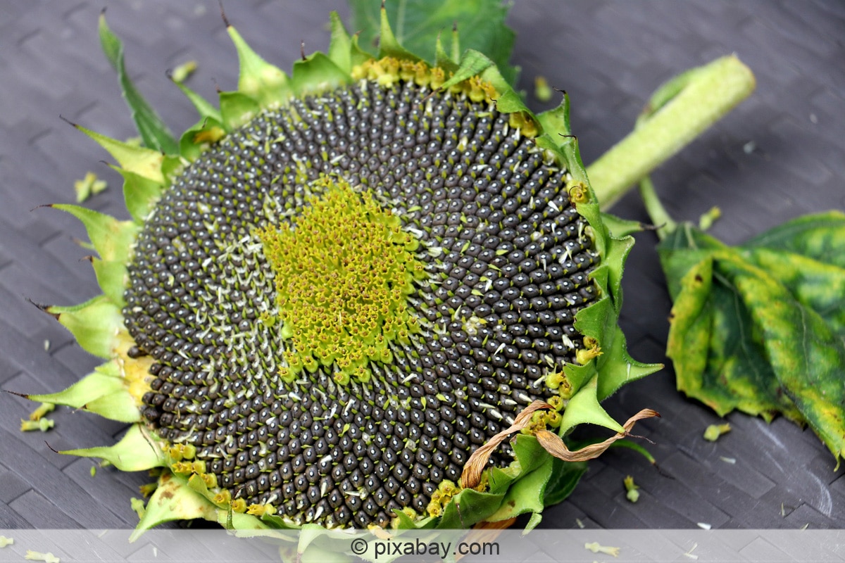 Verblühte Sonnenblume