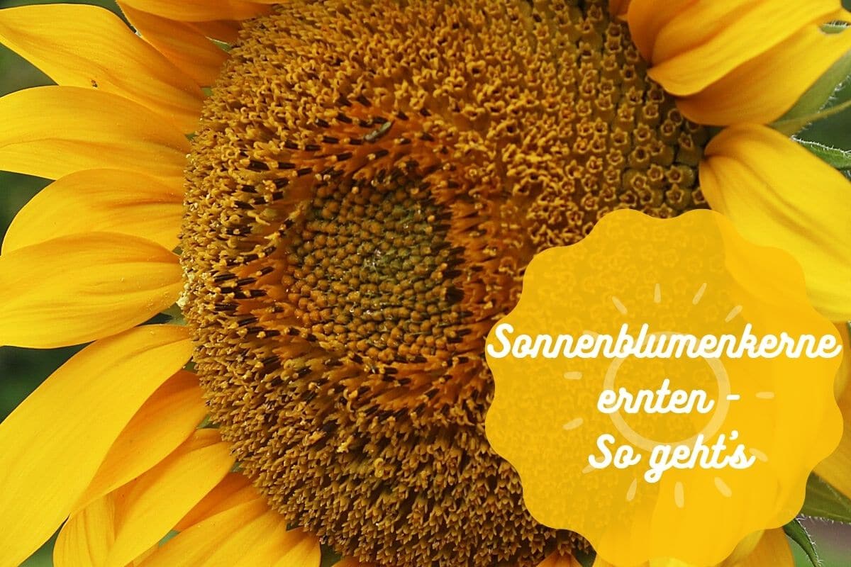 Sonnenblumenkerne ernten