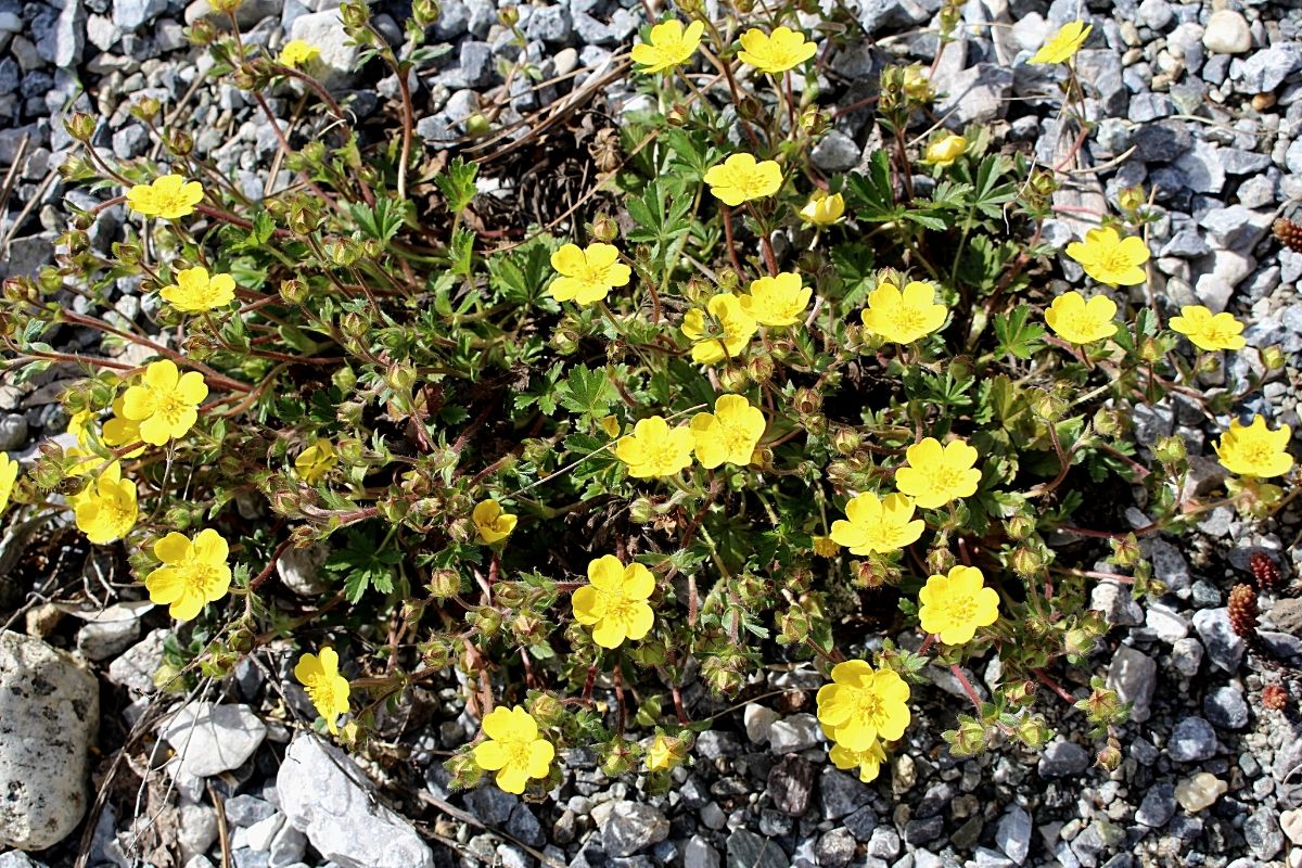 Sonnenröschen (Helianthemum)