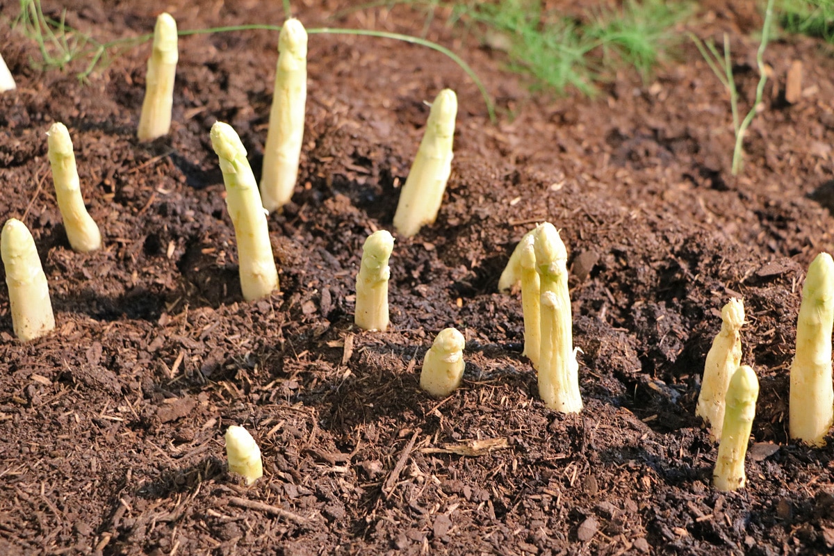 Spargel (Asparagus officinalis), Kaffeesatz