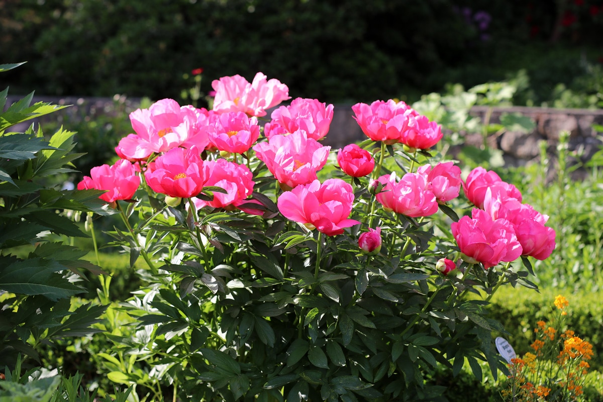 Paeonia lactiflora, Pfingstrose