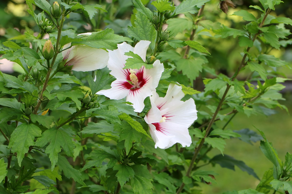 Straucheibisch, Hibiscus syriacus