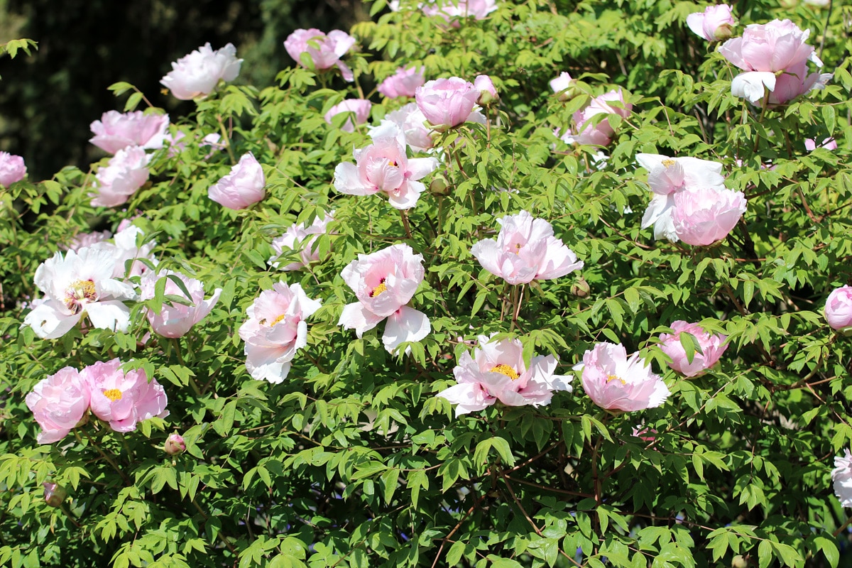 Strauchpfingstrose, Paeonia rockii