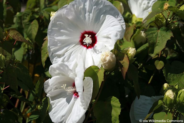 Wie schnell wächst Hibiskus? Wachstum pro Jahr Gartenrat.de