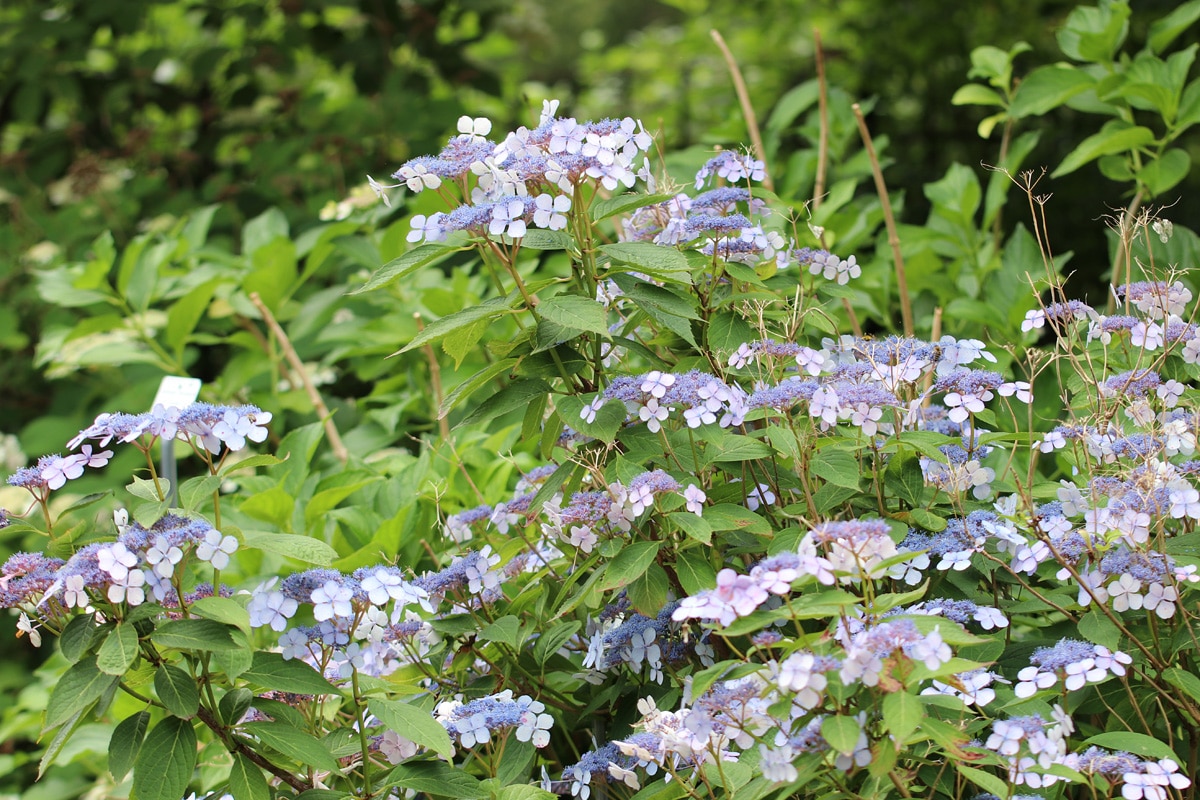 Kleinwüchsige Tellerhortensie (Hydrangea serrata)