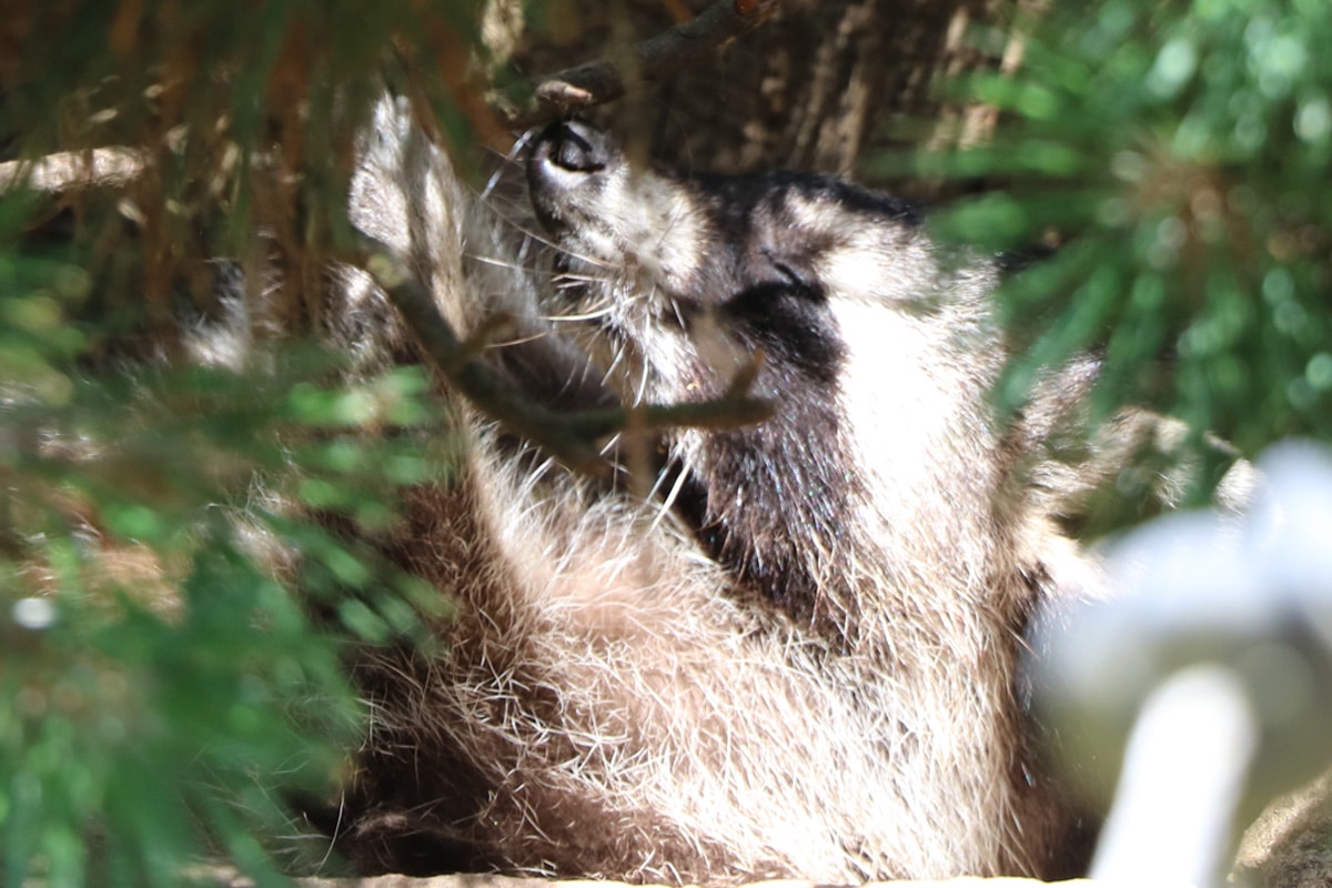 Große Löcher im Garten - Waschbär