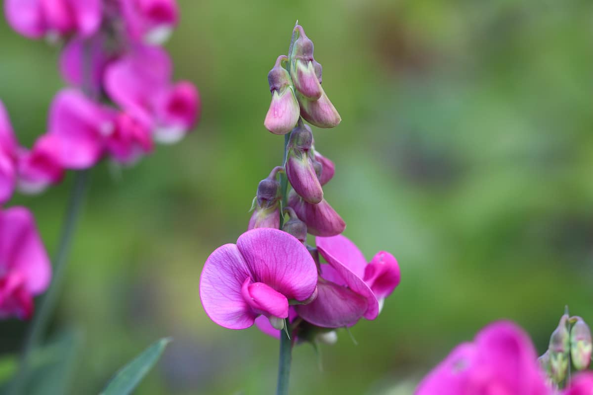 Wicke (Vicia)