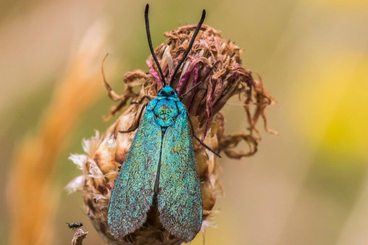 Ampfer-Grünwidderchen - Adscita statices