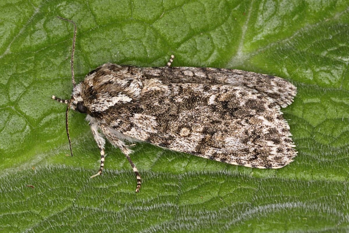 Ampfer-Rindeneule - Acronicta rumicis