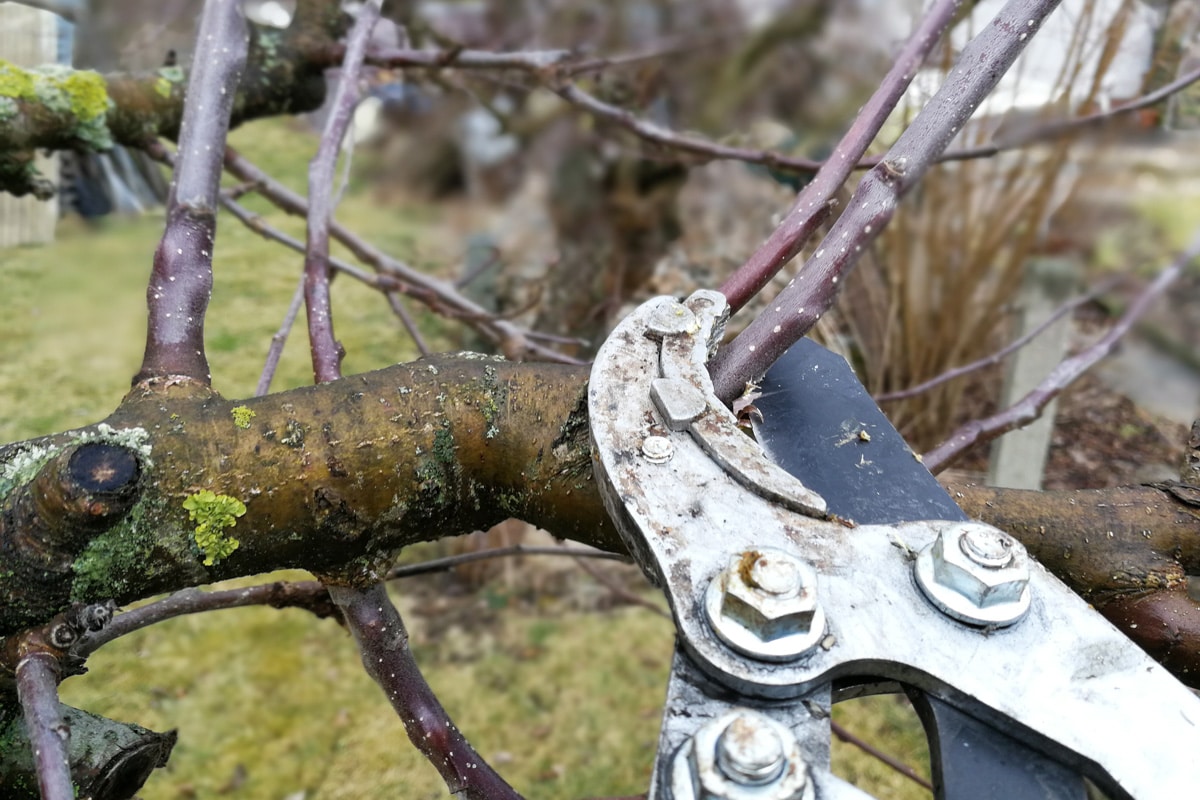 Apfelbaum schneiden mit Baumschere