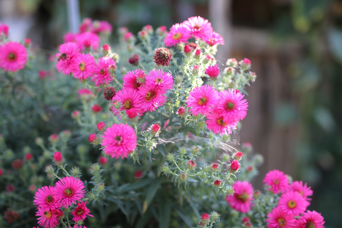 Blumenkästen im Herbst und Winter bepflanzen - Astern