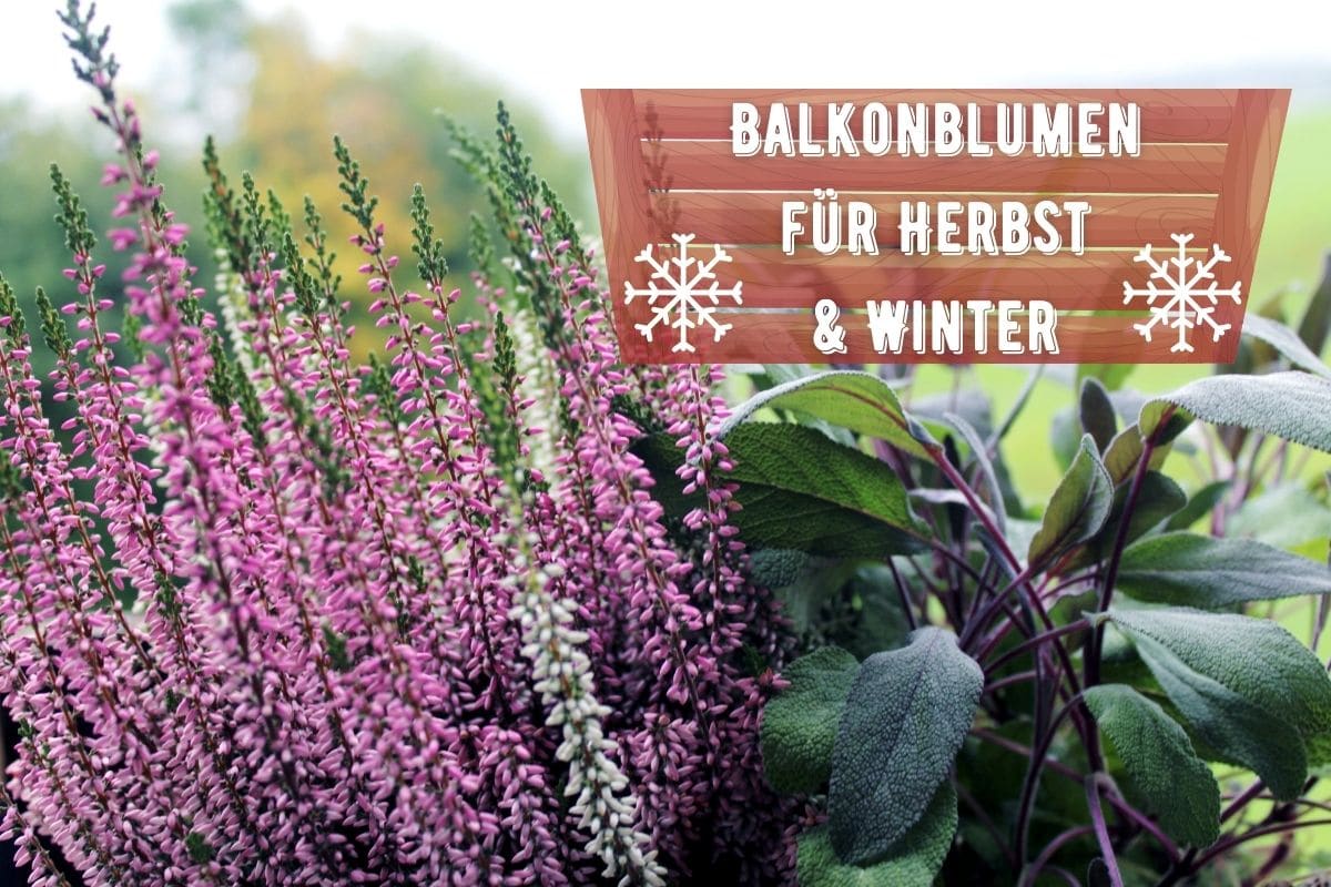 Balkonblumen für Herbst und Winter