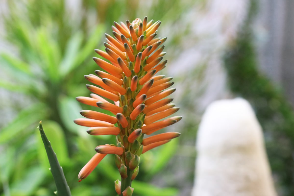 Baum-Aloe - Aloe arborescens