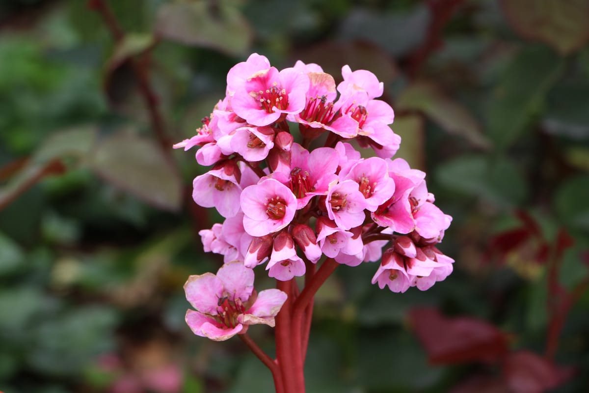 Bergenie 'Herbstblüte'