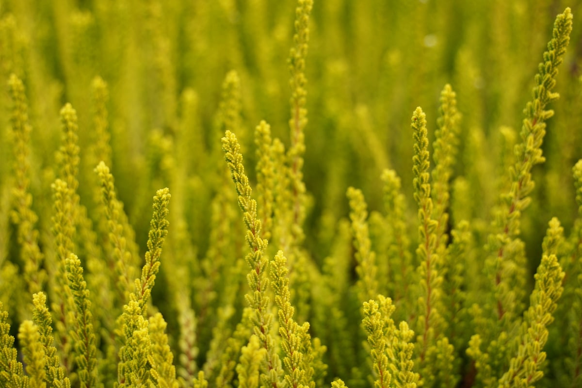 Besenheide - Calluna vulgaris