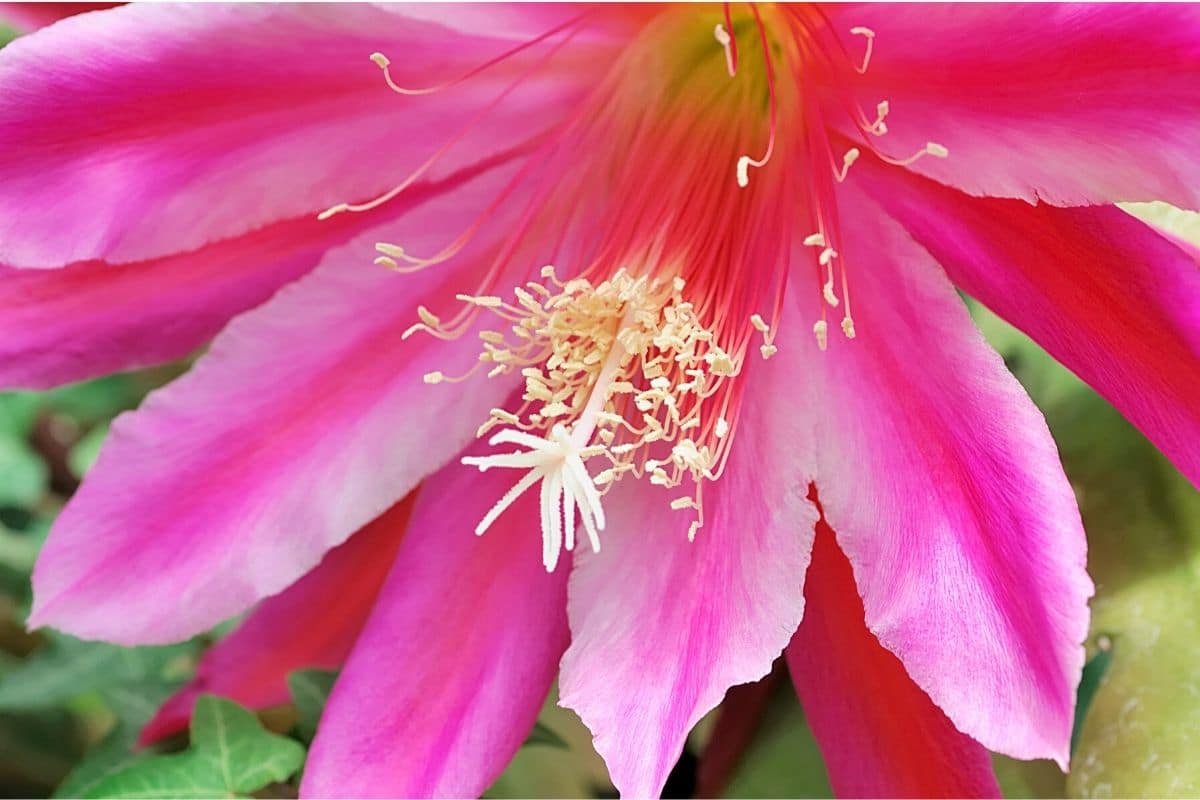 Blattkaktus - Epiphyllum