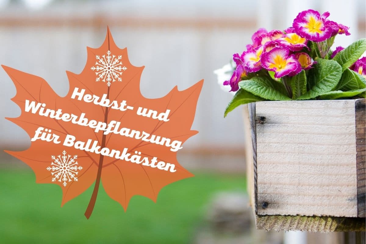 Blumenkasten im Herbst und Winter bepflanzen