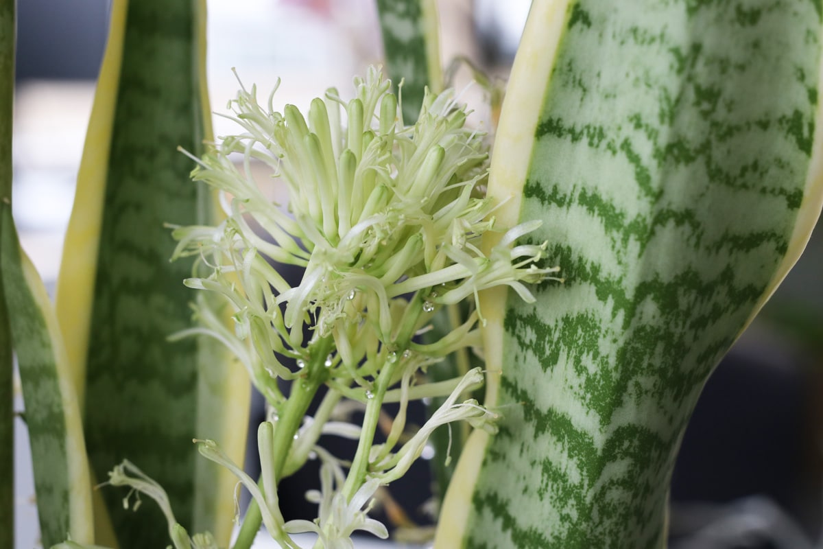 Bogenhanf - Sansevieria trifasciata