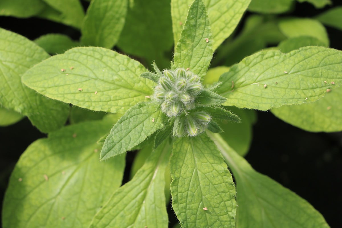 Borretsch - Borago officinalis