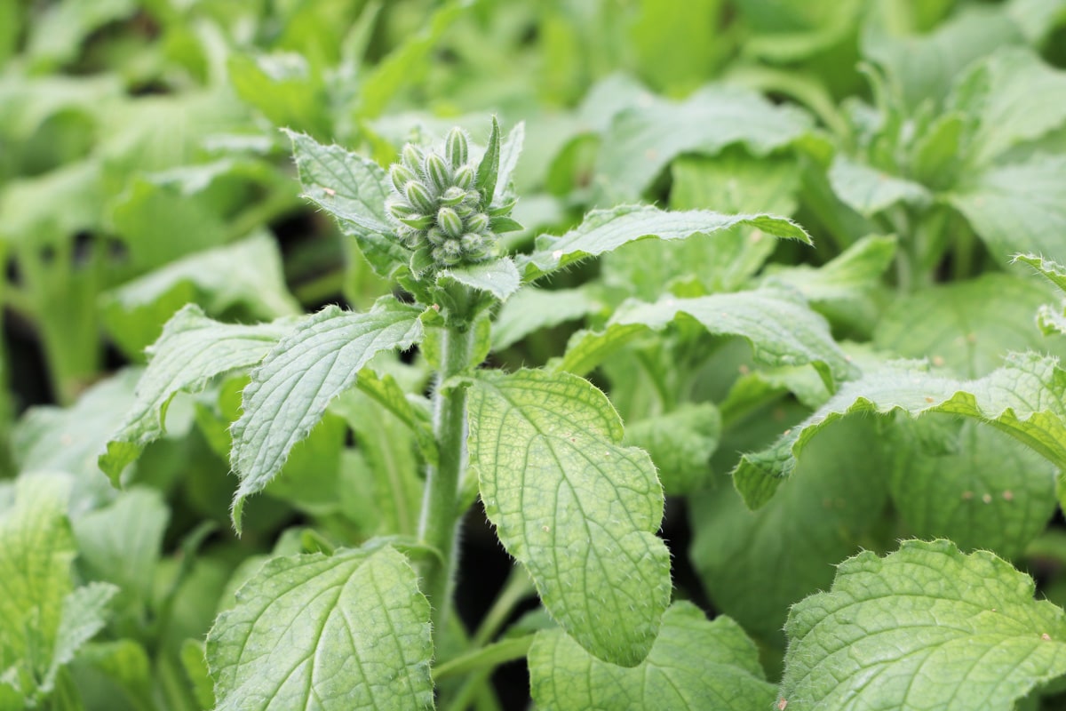 Mischkultur für Erdbeeren - Borretsch (Borago officinalis)