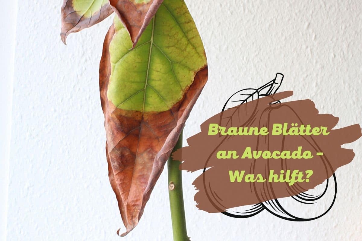 Braune Blätter an Avocado