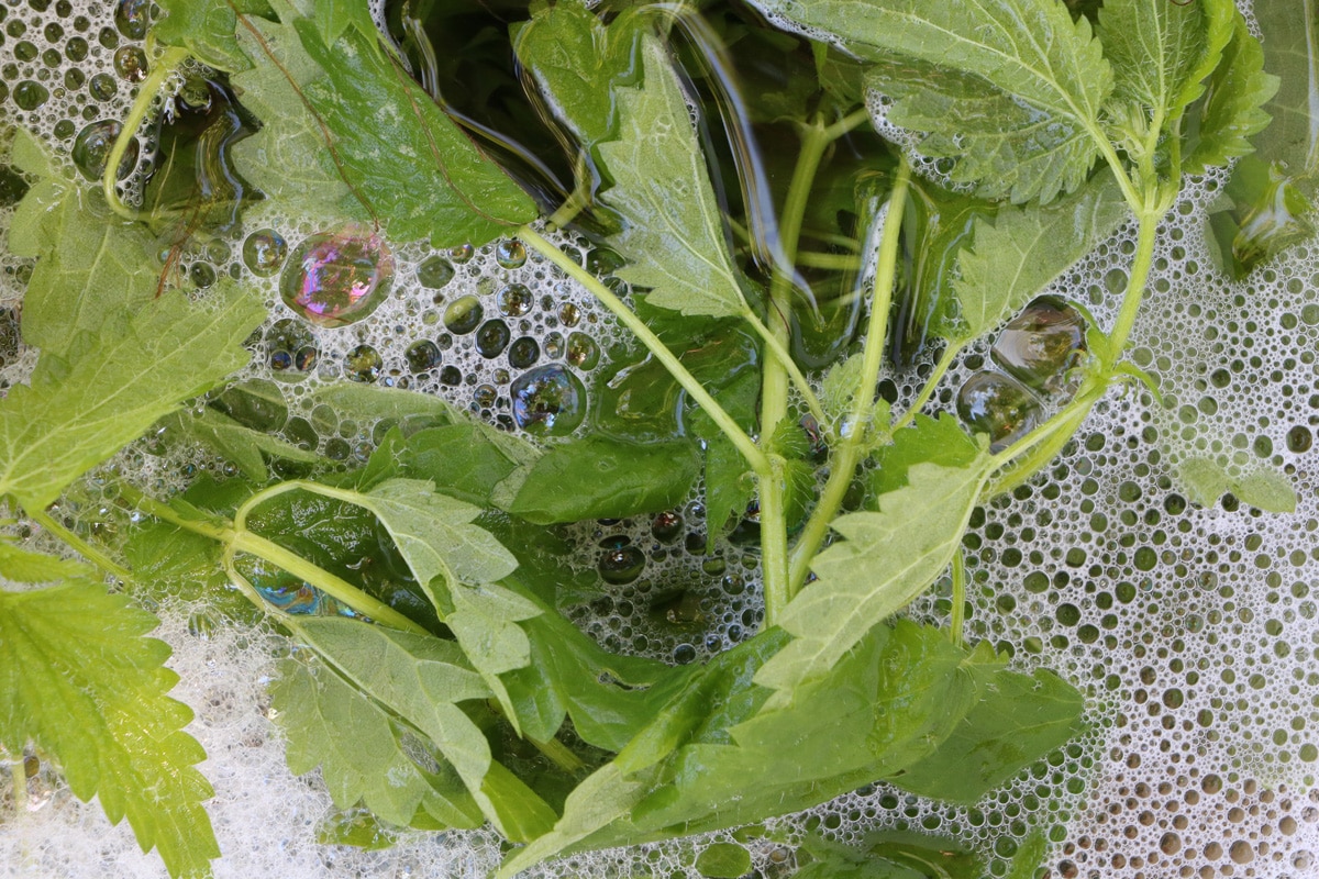 Brennnesseljauche für Erdbeeren - Gärungsprozess