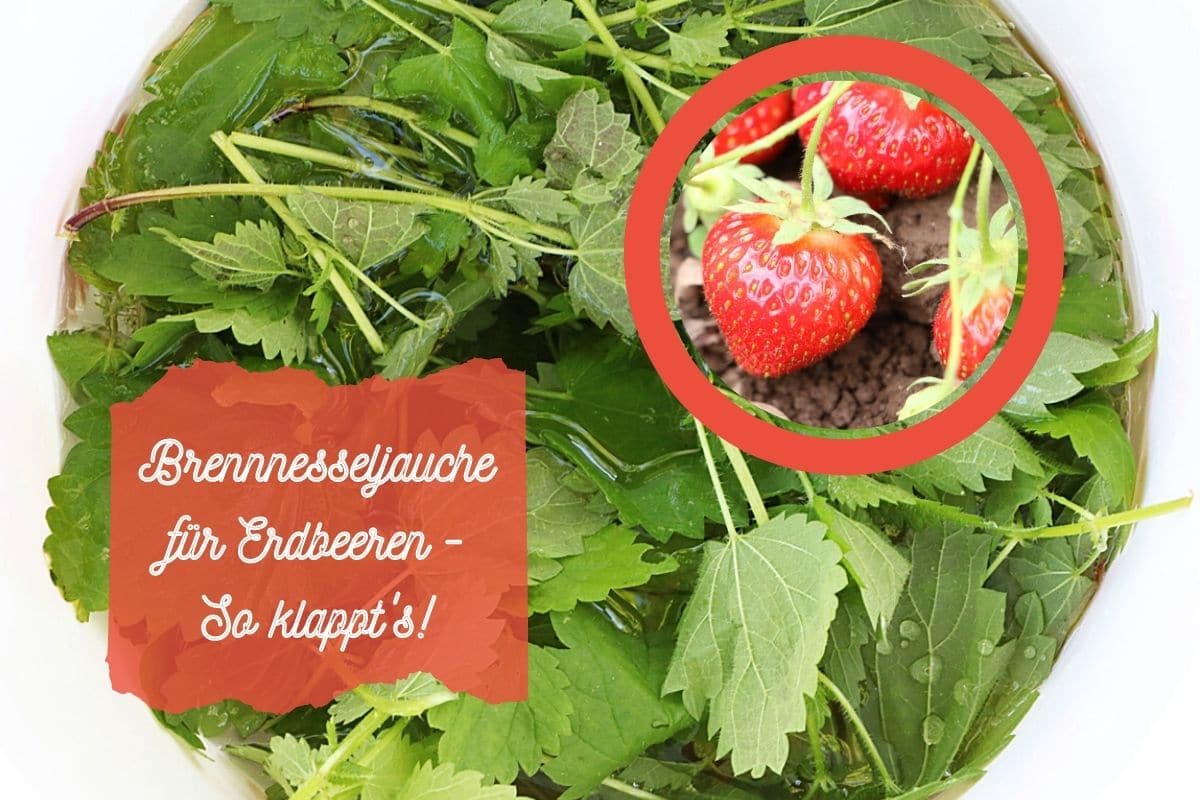 Brennnesseljauche für Erdbeeren