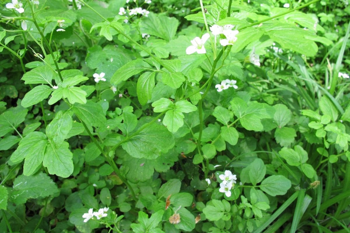 Brunnenkresse - Nasturtium officinale