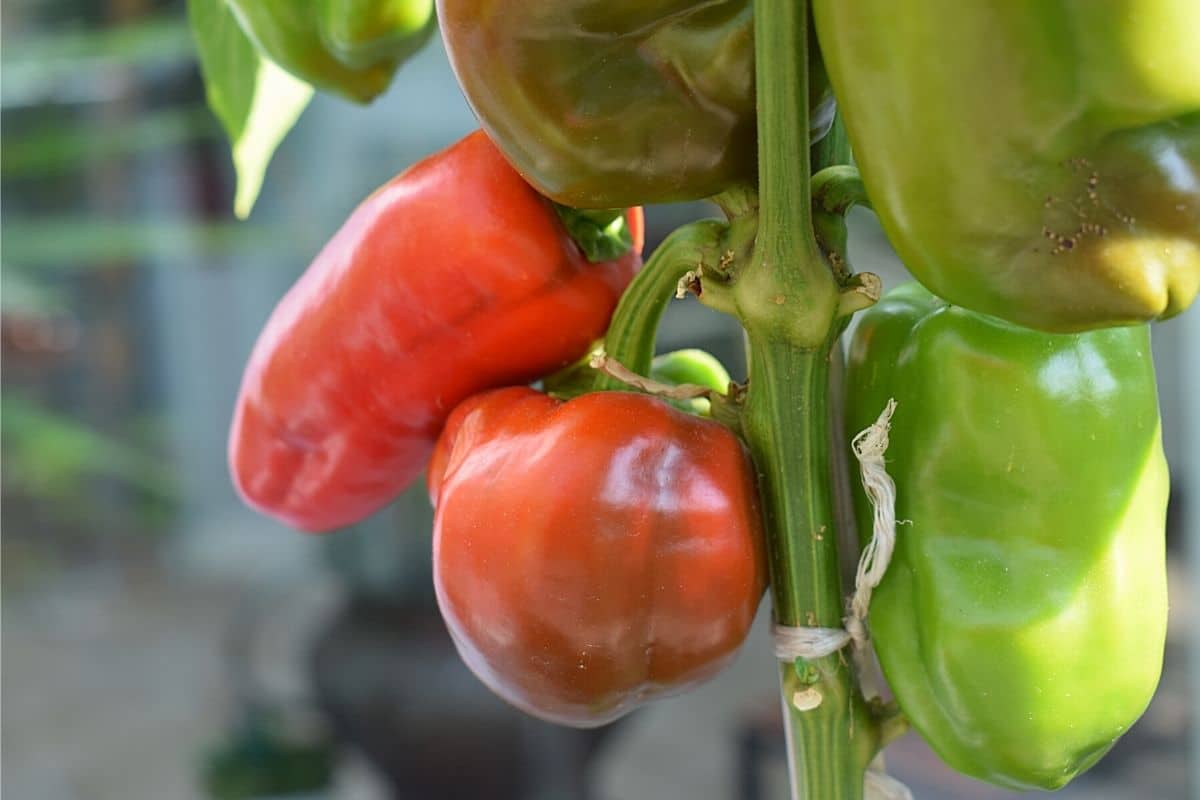 Chilis werden nicht rot - Habanero-Chili