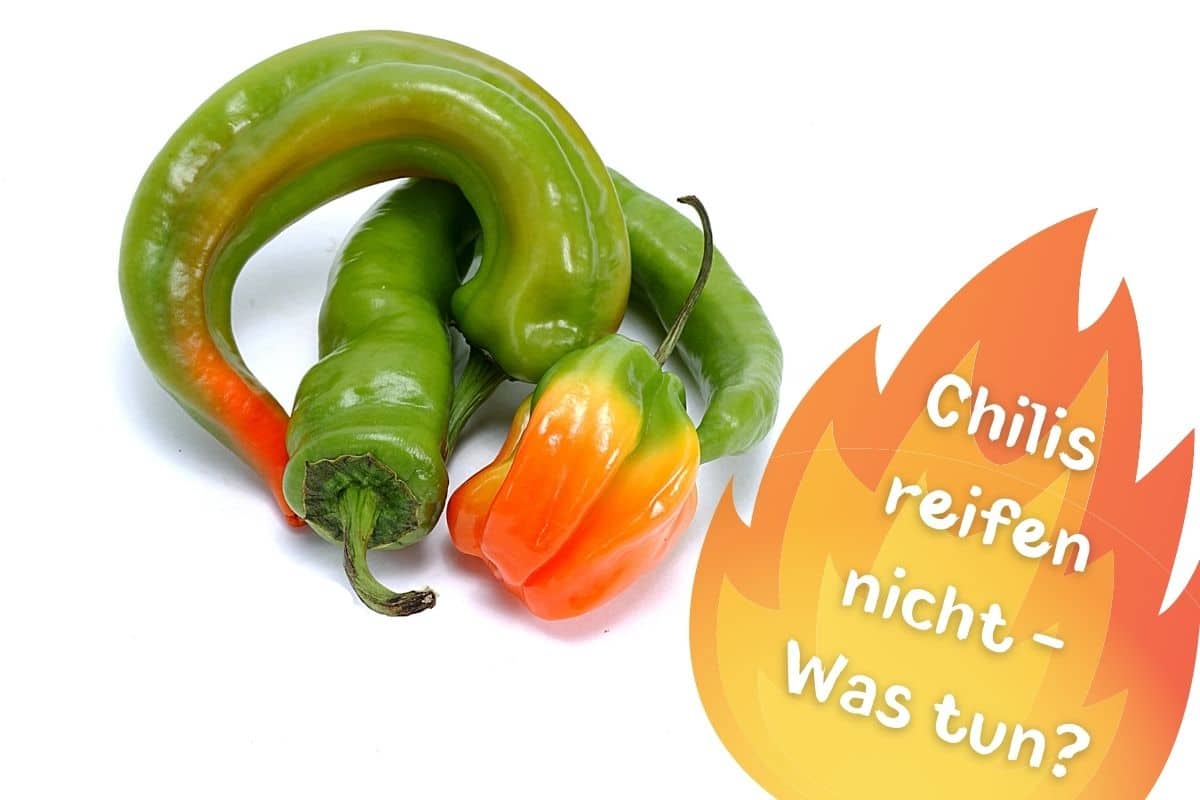 Chilis werden nicht rot