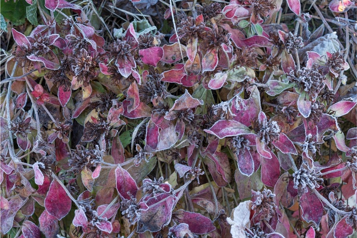 Balkonblumen für Herbst und Winter - Chinesischer Bleiwurz