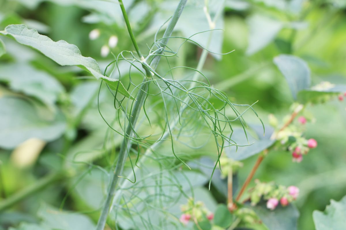 Petersilie Nachbarn - Dill - Anethum graveolens