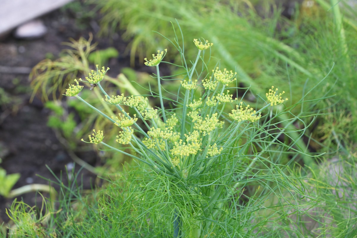 Mischkultur für Erdbeeren - Dill (Anethum graveolens)