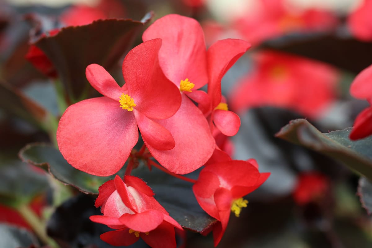 Drachenflügelbegonie - Begonia 'Dragon wing'