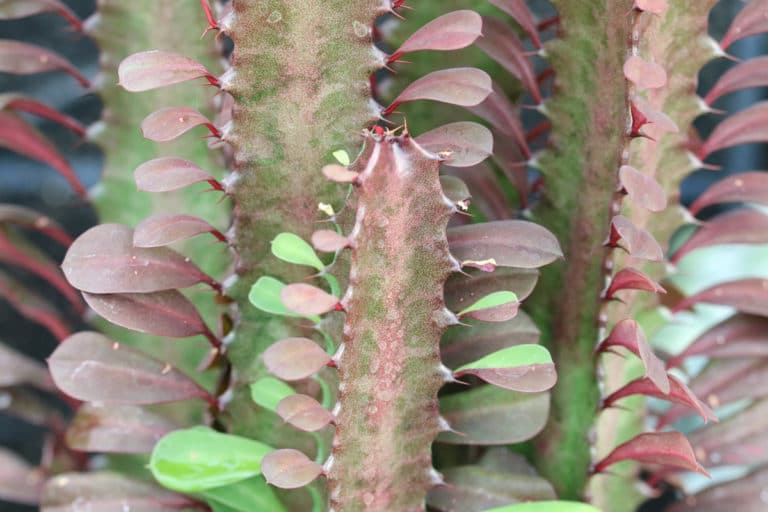 30 SukkulentenArten von AZ Repräsentative Arten Gartenrat.de