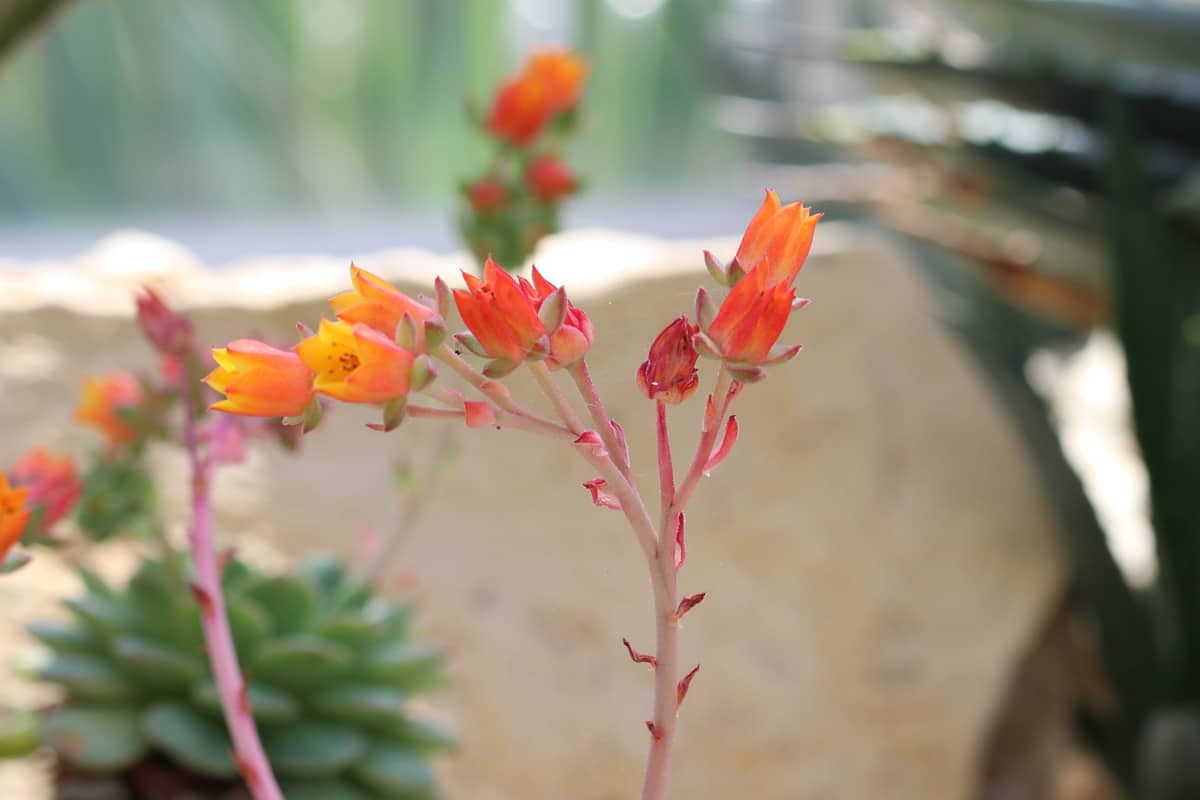 Sukkulenten-Arten - Echeveria derenbergii